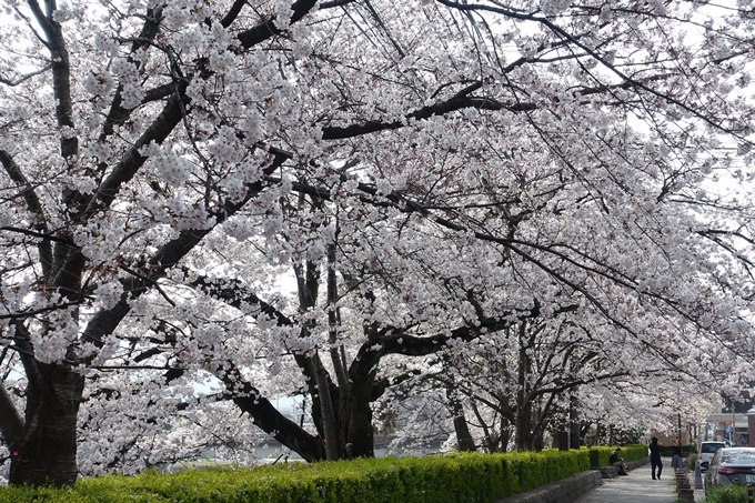 京都桜速報2019_28　No22