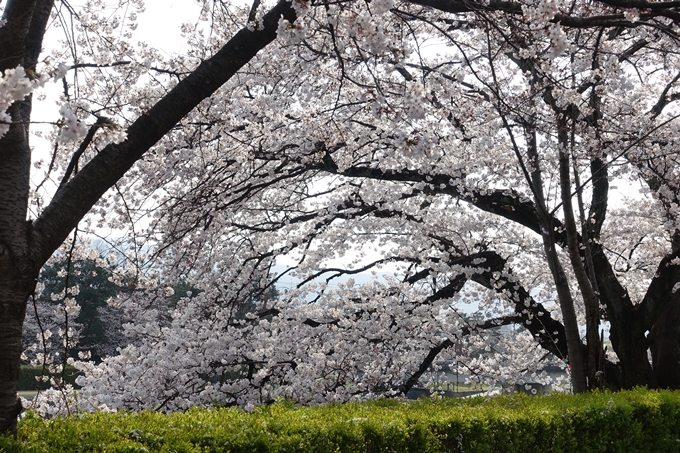 京都桜速報2019_28　No23