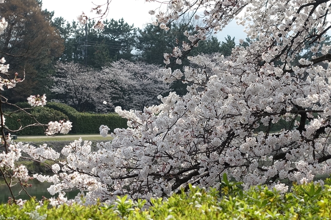 京都桜速報2019_28　No24