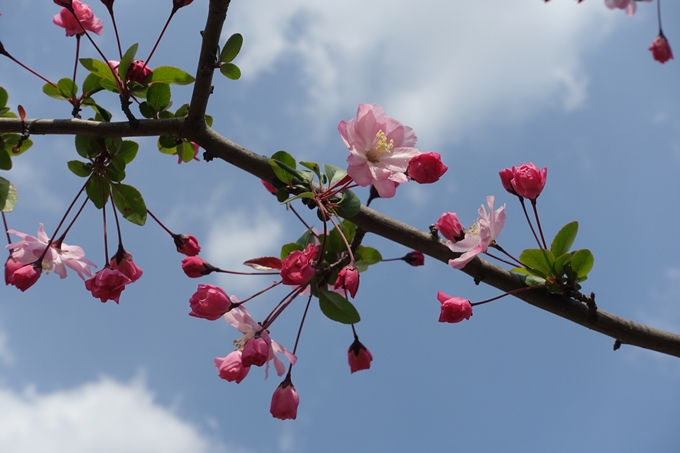 京都桜速報2019_28　No25