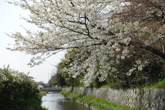 京都桜速報2019_28　No26