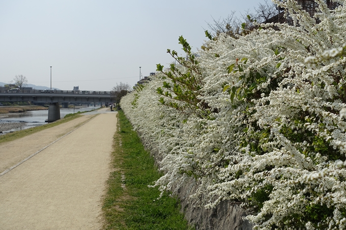 京都桜速報2019_28　No27