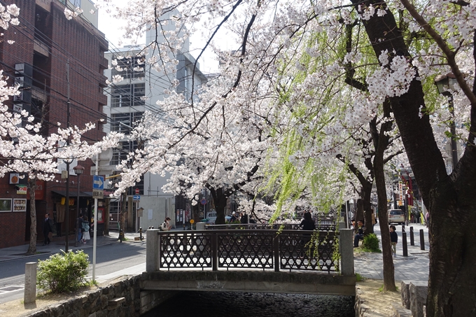 京都桜速報2019_29　No2