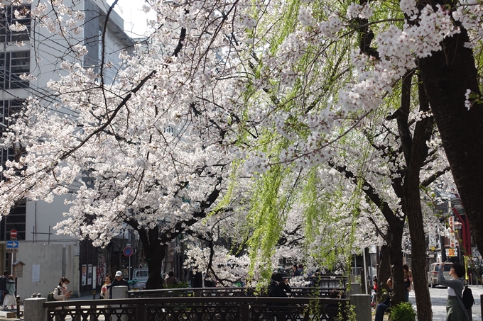 京都桜速報2019_29　No3