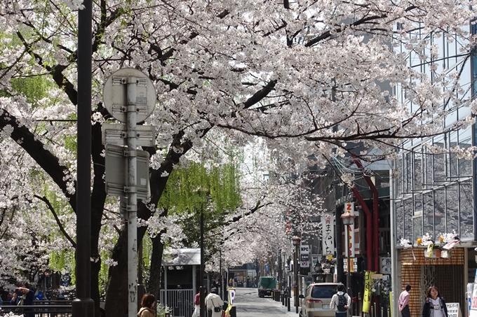 京都桜速報2019_29　No4