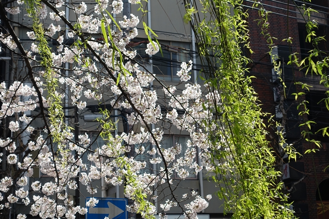 京都桜速報2019_29　No5