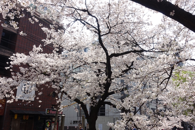 京都桜速報2019_29　No6