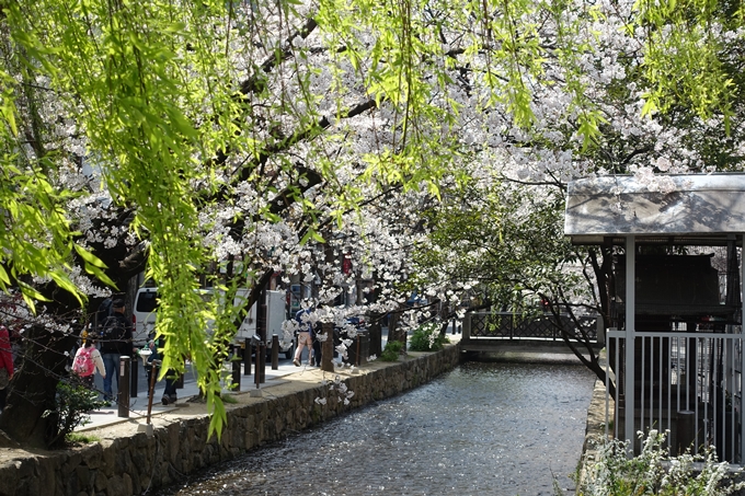 京都桜速報2019_29　No7