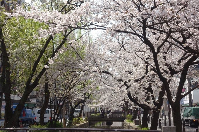 京都桜速報2019_29　No8