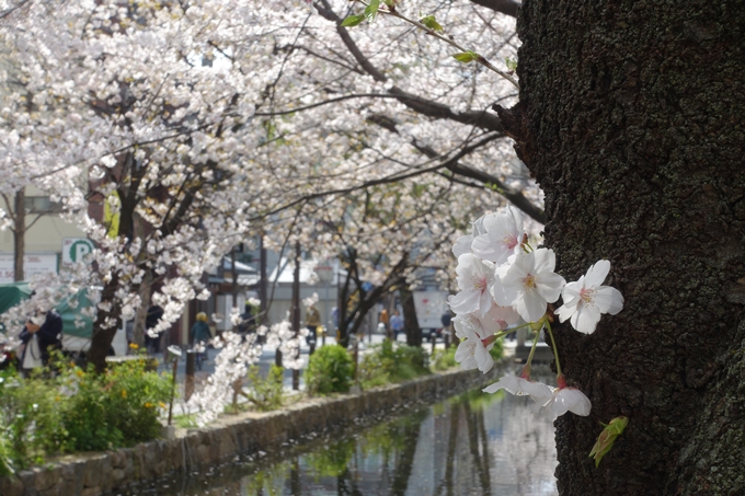 京都桜速報2019_29　No9