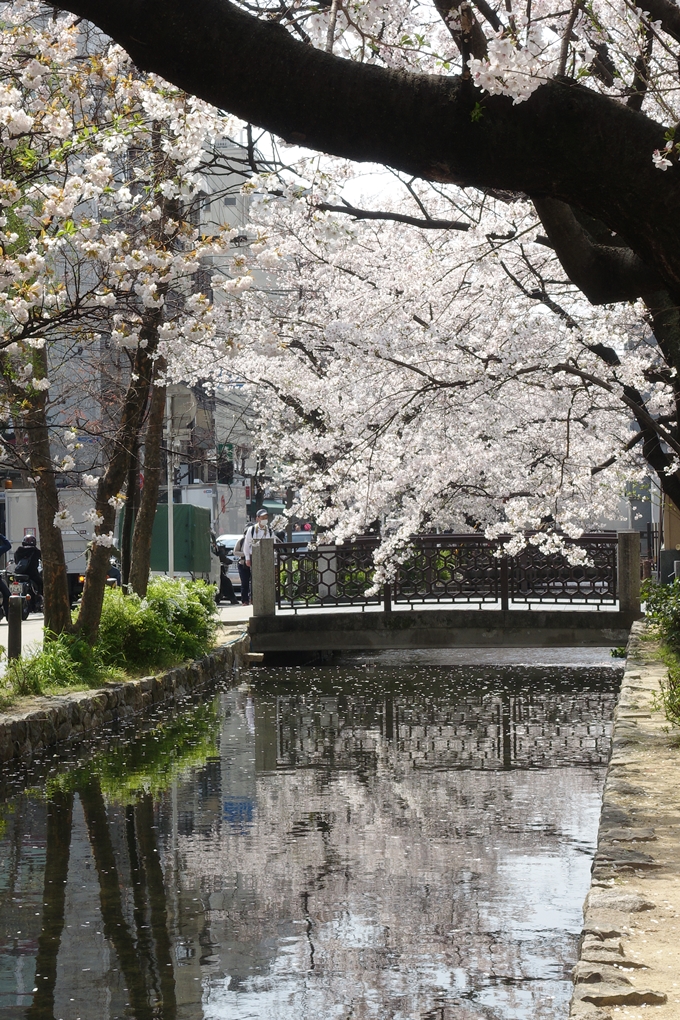 京都桜速報2019_29　No11