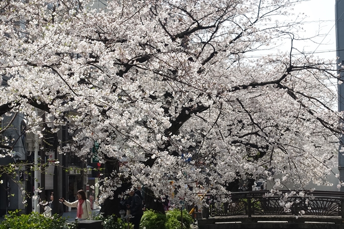 京都桜速報2019_29　No12