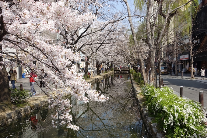 京都桜速報2019_29　No13