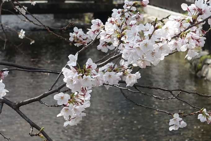 京都桜速報2019_29　No14