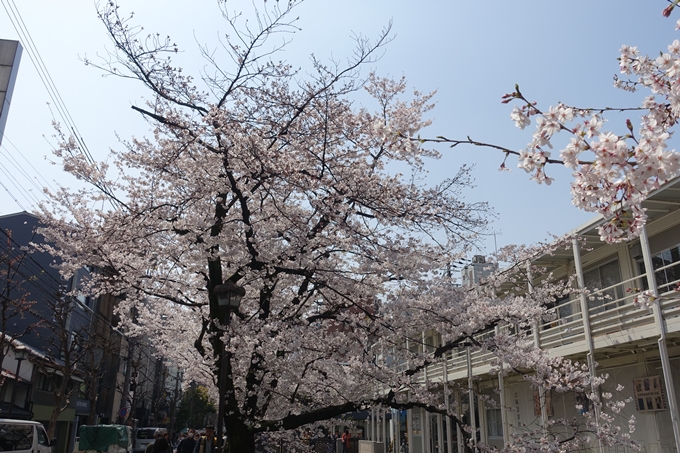 京都桜速報2019_29　No16