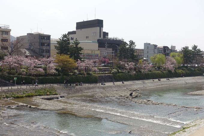 京都桜速報2019_28　No29