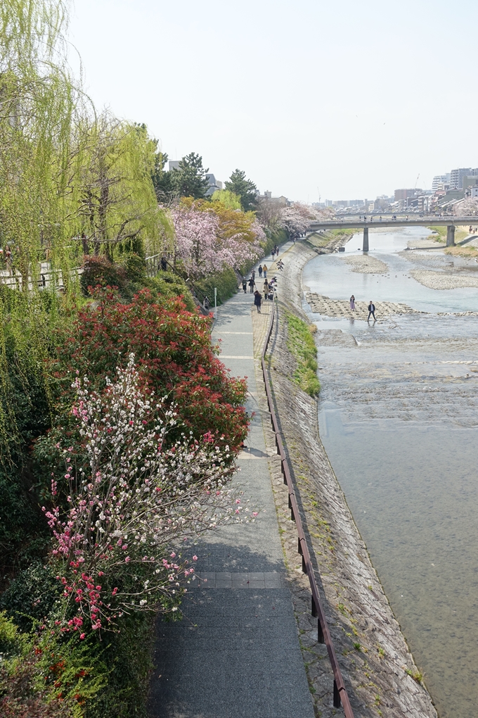 京都桜速報2019_28　No30