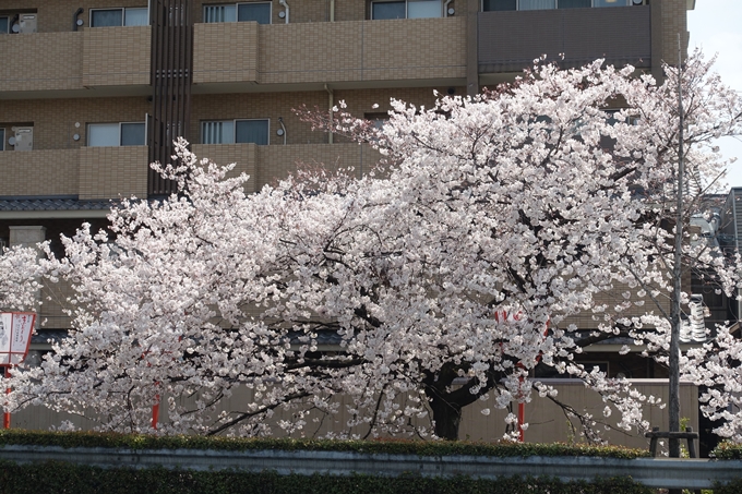 京都桜速報2019_28　No33