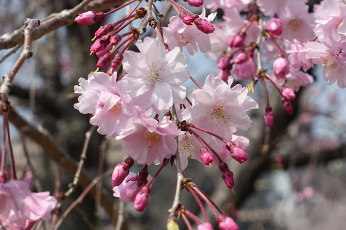 京都桜速報2019_28　No34