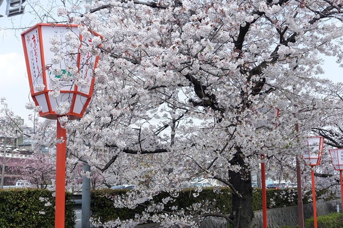 京都桜速報2019_28　No36