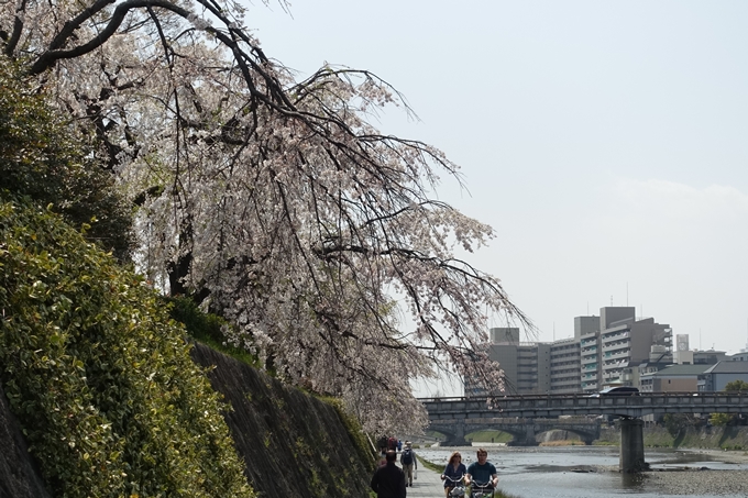 京都桜速報2019_28　No37