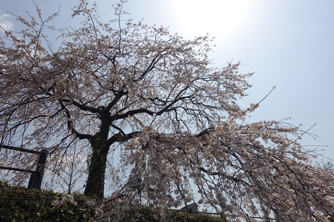 京都桜速報2019_28　No38