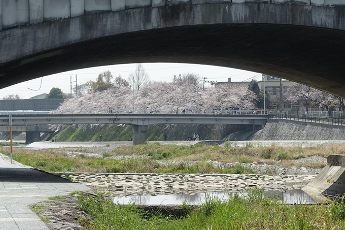 京都桜速報2019_28　No40