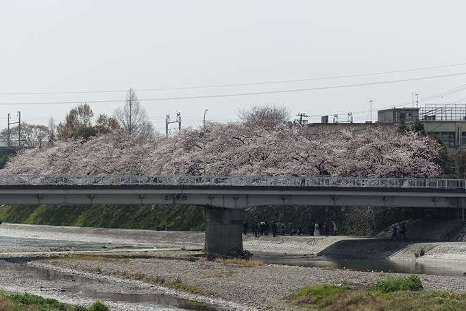 京都桜速報2019_28　No41