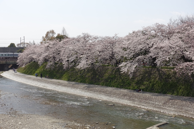 京都桜速報2019_28　No43