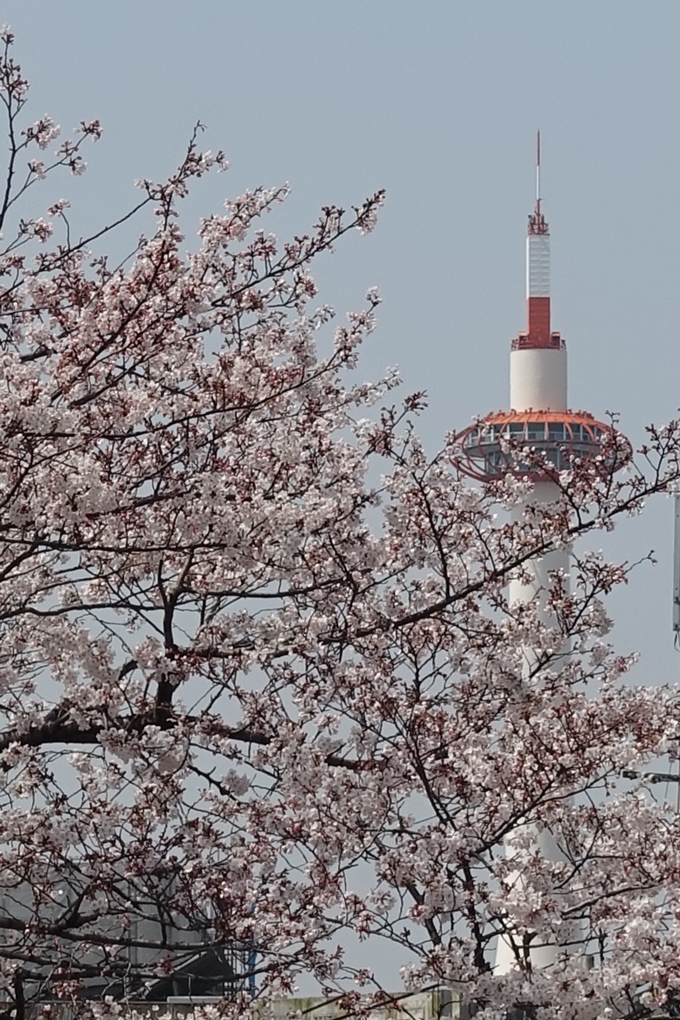 京都桜速報2019_28　No44