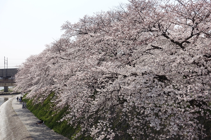 京都桜速報2019_28　No45