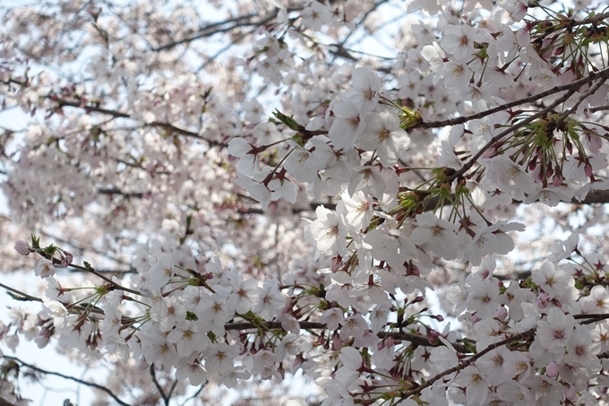 京都桜速報2019_28　No46