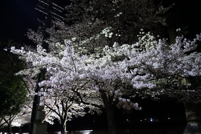 京都桜速報2019_30　No2