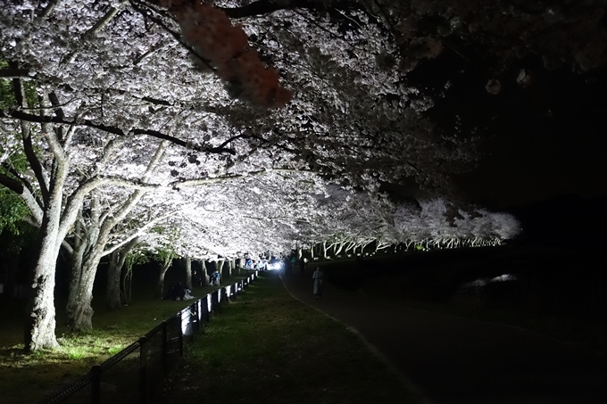 京都桜速報2019_30　No3