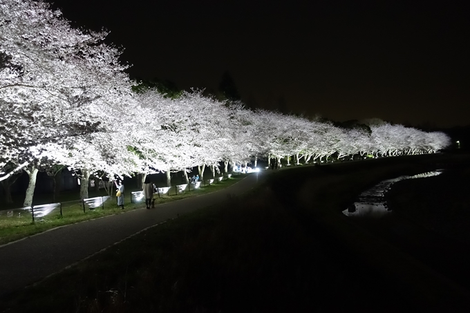 京都桜速報2019_30　No4