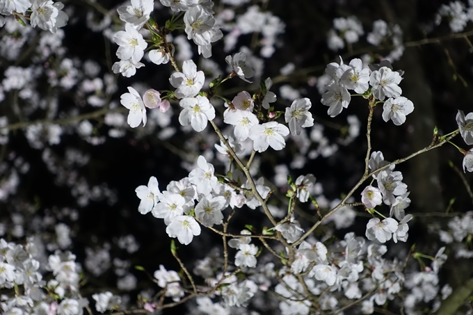 京都桜速報2019_30　No6