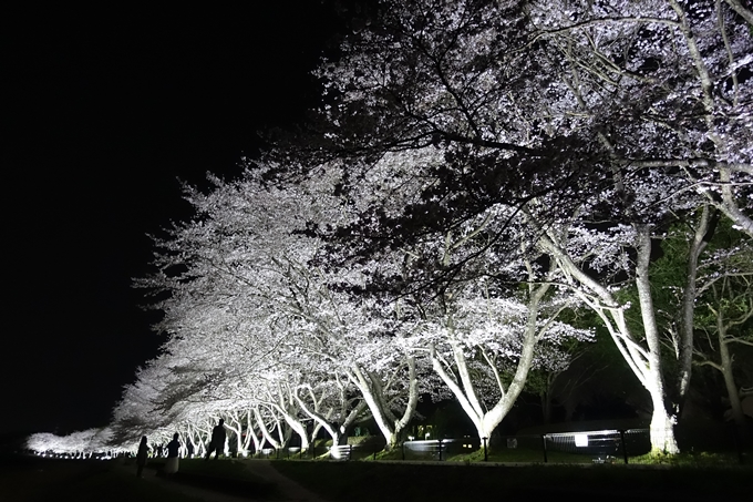 京都桜速報2019_30　No8