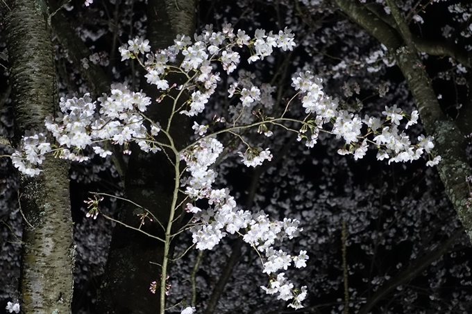 京都桜速報2019_30　No10