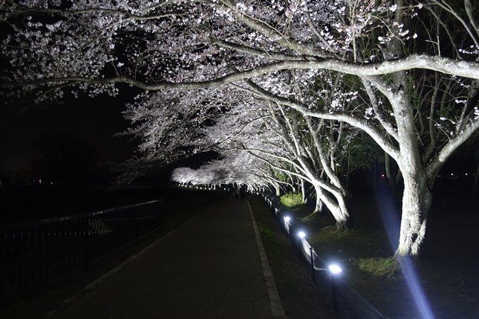 京都桜速報2019_30　No11