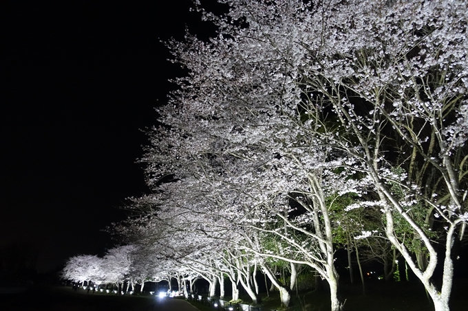 京都桜速報2019_30　No12