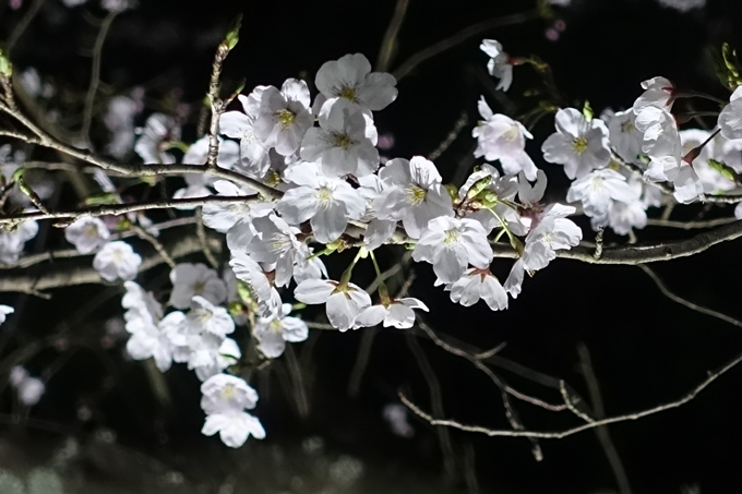 京都桜速報2019_30　No13