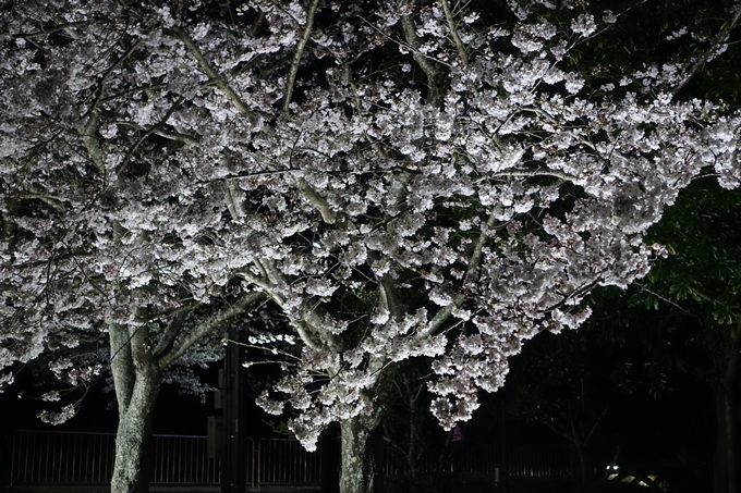 京都桜速報2019_30　No14