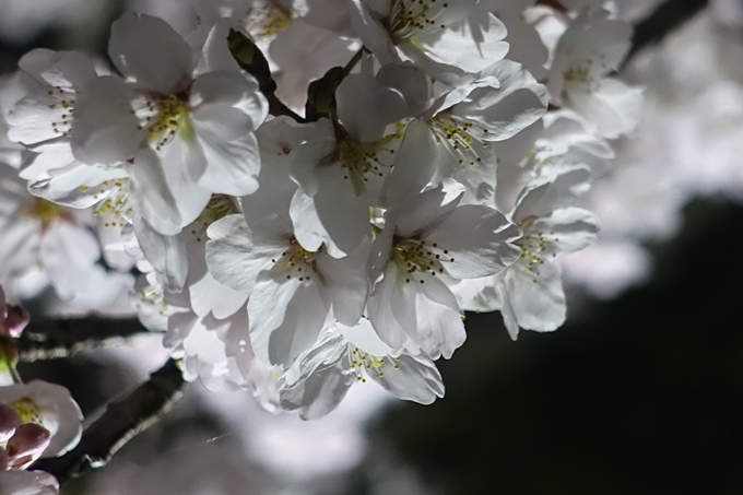 京都桜速報2019_30　No15