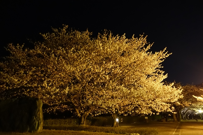 京都桜速報2019_41　No2