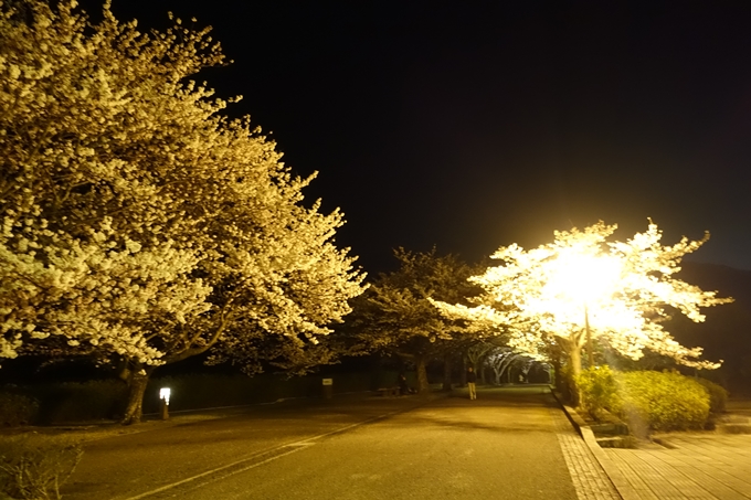 京都桜速報2019_41　No3