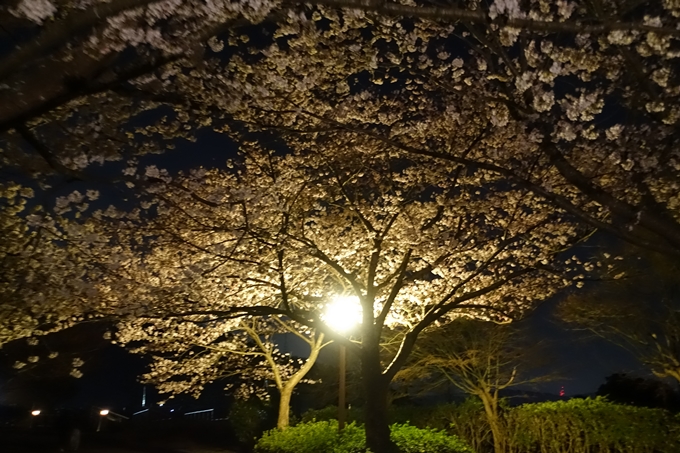 京都桜速報2019_41　No6