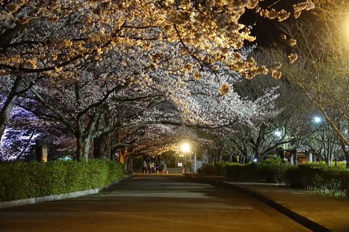 京都桜速報2019_41　No11