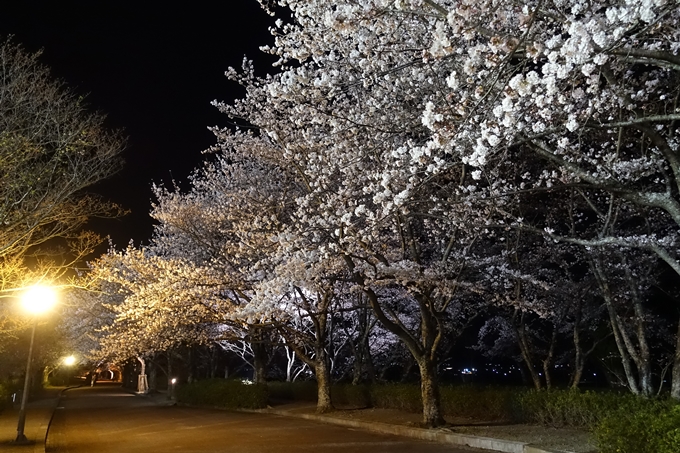 京都桜速報2019_41　No12