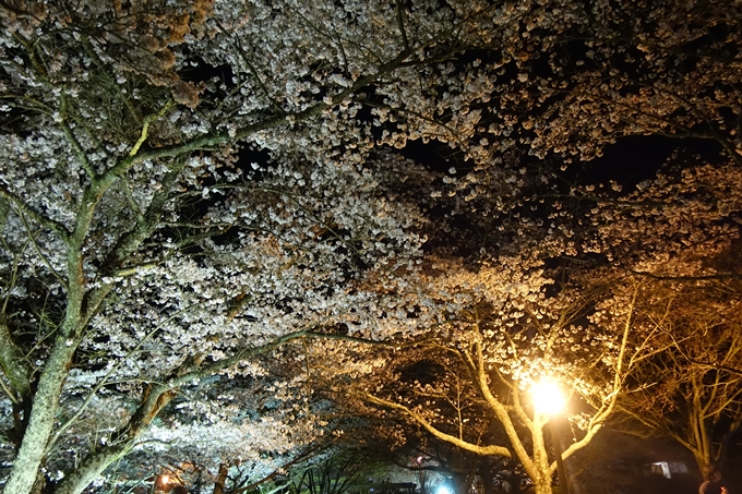 京都桜速報2019_41　No13