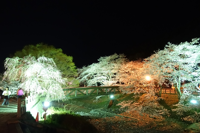 京都桜速報2019_41　No17